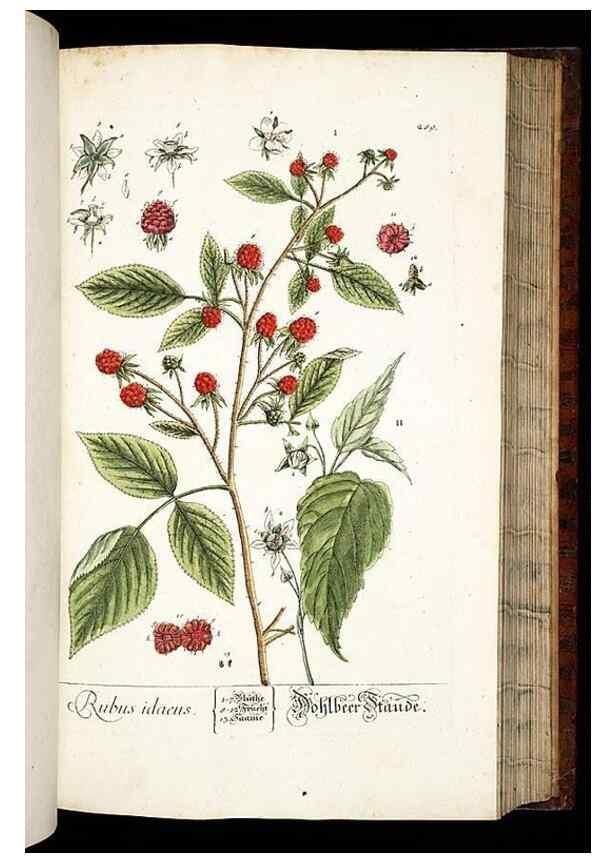 Reproducción/Reproduction 8429985398: Herbarium Blackwellianum emendatum et auctum, id est, Elisabethae Blackwell collectio stirpium. Norimbergae : Typis Io. Iosephi Fleischmanni, 1750-1773.