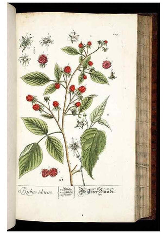 Reproducción/Reproduction 8429985398: Herbarium Blackwellianum emendatum et auctum, id est, Elisabethae Blackwell collectio stirpium. Norimbergae : Typis Io. Iosephi Fleischmanni, 1750-1773.