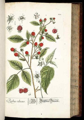 Reproducción/Reproduction 8429985398: Herbarium Blackwellianum emendatum et auctum, id est, Elisabethae Blackwell collectio stirpium. Norimbergae : Typis Io. Iosephi Fleischmanni, 1750-1773.