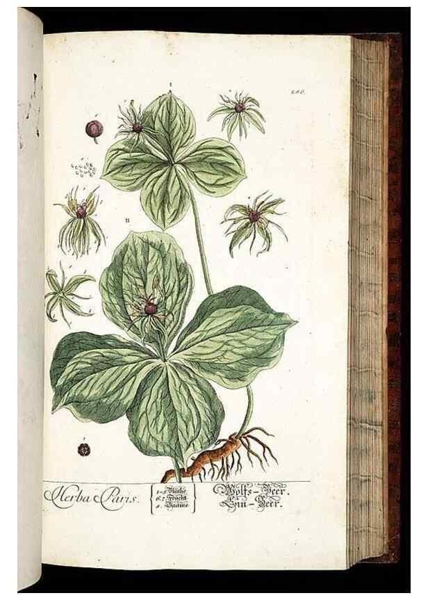 Reproducción/Reproduction 8429984702: Herbarium Blackwellianum emendatum et auctum, id est, Elisabethae Blackwell collectio stirpium. Norimbergae : Typis Io. Iosephi Fleischmanni, 1750-1773.