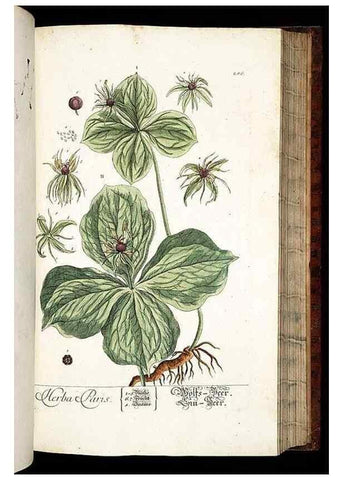 Reproducción/Reproduction 8429984702: Herbarium Blackwellianum emendatum et auctum, id est, Elisabethae Blackwell collectio stirpium. Norimbergae : Typis Io. Iosephi Fleischmanni, 1750-1773.