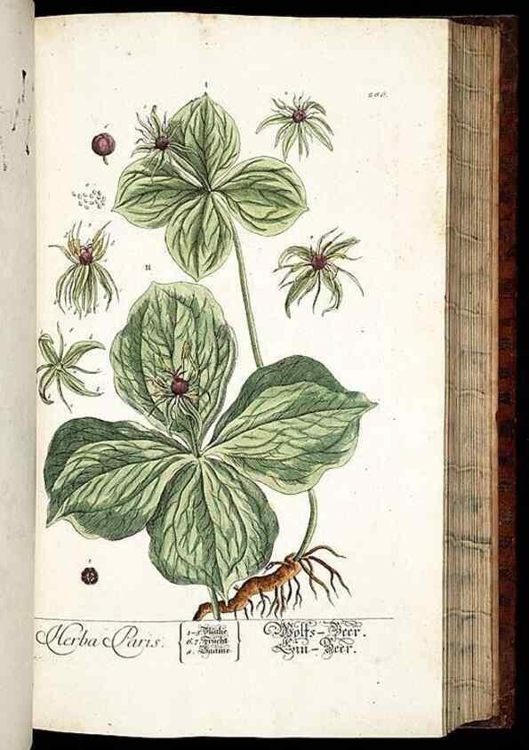 Reproducción/Reproduction 8429984702: Herbarium Blackwellianum emendatum et auctum, id est, Elisabethae Blackwell collectio stirpium. Norimbergae : Typis Io. Iosephi Fleischmanni, 1750-1773.