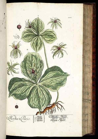 Reproducción/Reproduction 8429984702: Herbarium Blackwellianum emendatum et auctum, id est, Elisabethae Blackwell collectio stirpium. Norimbergae : Typis Io. Iosephi Fleischmanni, 1750-1773.