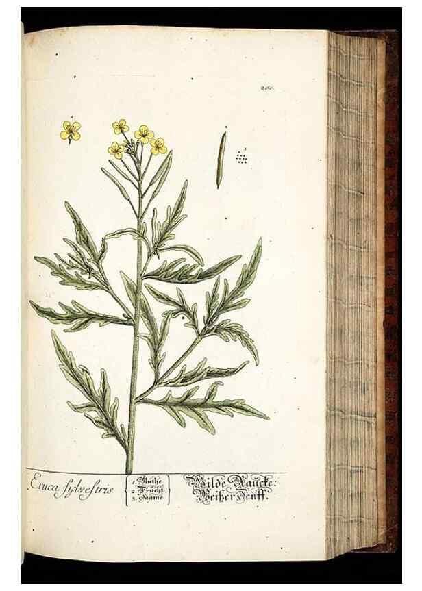 Reproducción/Reproduction 8428890771: Herbarium Blackwellianum emendatum et auctum, id est, Elisabethae Blackwell collectio stirpium. Norimbergae : Typis Io. Iosephi Fleischmanni, 1750-1773.