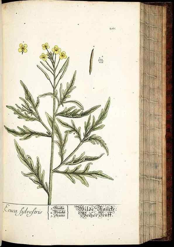 Reproducción/Reproduction 8428890771: Herbarium Blackwellianum emendatum et auctum, id est, Elisabethae Blackwell collectio stirpium. Norimbergae : Typis Io. Iosephi Fleischmanni, 1750-1773.