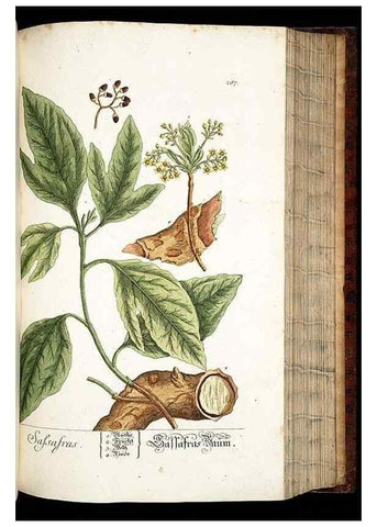 Reproducción/Reproduction 8429979684: Herbarium Blackwellianum emendatum et auctum, id est, Elisabethae Blackwell collectio stirpium. Norimbergae : Typis Io. Iosephi Fleischmanni, 1750-1773.
