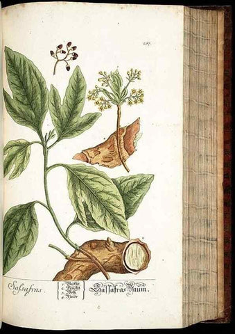 Reproducción/Reproduction 8429979684: Herbarium Blackwellianum emendatum et auctum, id est, Elisabethae Blackwell collectio stirpium. Norimbergae : Typis Io. Iosephi Fleischmanni, 1750-1773.