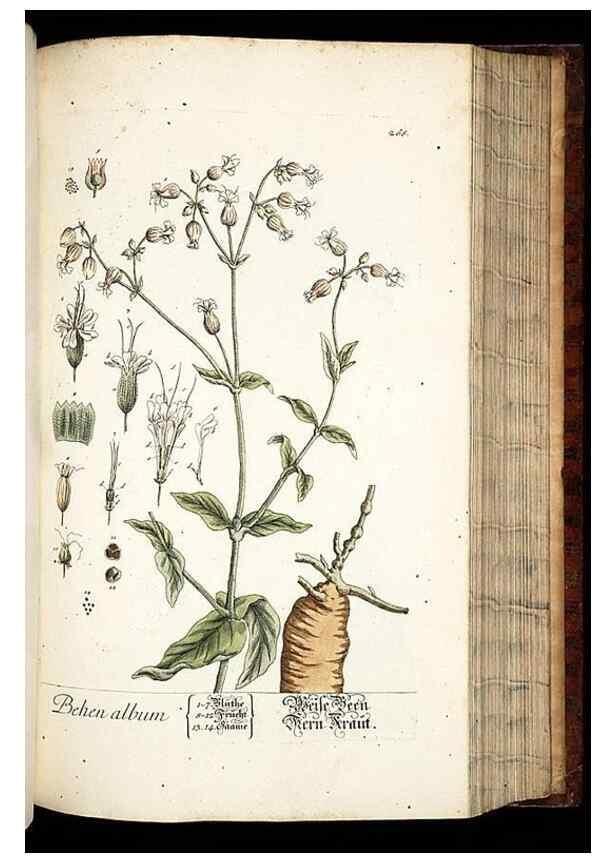 Reproducción/Reproduction 8428891629: Herbarium Blackwellianum emendatum et auctum, id est, Elisabethae Blackwell collectio stirpium. Norimbergae : Typis Io. Iosephi Fleischmanni, 1750-1773.