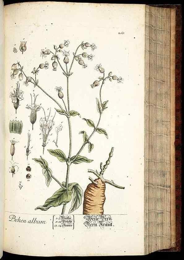 Reproducción/Reproduction 8428891629: Herbarium Blackwellianum emendatum et auctum, id est, Elisabethae Blackwell collectio stirpium. Norimbergae : Typis Io. Iosephi Fleischmanni, 1750-1773.