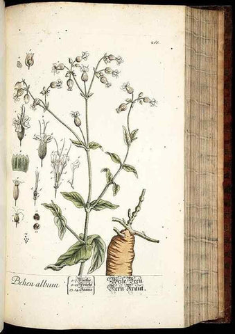 Reproducción/Reproduction 8428891629: Herbarium Blackwellianum emendatum et auctum, id est, Elisabethae Blackwell collectio stirpium. Norimbergae : Typis Io. Iosephi Fleischmanni, 1750-1773.
