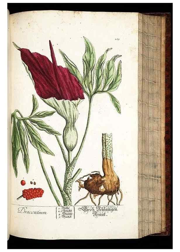Reproducción/Reproduction 8428891985: Herbarium Blackwellianum emendatum et auctum, id est, Elisabethae Blackwell collectio stirpium. Norimbergae : Typis Io. Iosephi Fleischmanni, 1750-1773.