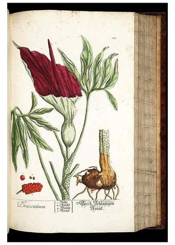 Reproducción/Reproduction 8428891985: Herbarium Blackwellianum emendatum et auctum, id est, Elisabethae Blackwell collectio stirpium. Norimbergae : Typis Io. Iosephi Fleischmanni, 1750-1773.