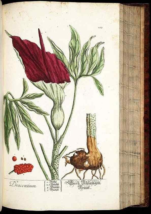 Reproducción/Reproduction 8428891985: Herbarium Blackwellianum emendatum et auctum, id est, Elisabethae Blackwell collectio stirpium. Norimbergae : Typis Io. Iosephi Fleischmanni, 1750-1773.