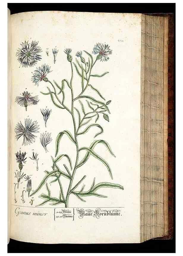 Reproducción/Reproduction 8429981518: Herbarium Blackwellianum emendatum et auctum, id est, Elisabethae Blackwell collectio stirpium. Norimbergae : Typis Io. Iosephi Fleischmanni, 1750-1773.