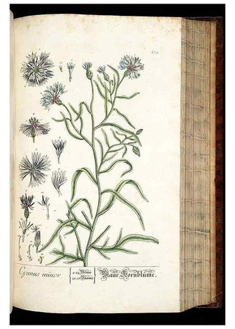 Reproducción/Reproduction 8429981518: Herbarium Blackwellianum emendatum et auctum, id est, Elisabethae Blackwell collectio stirpium. Norimbergae : Typis Io. Iosephi Fleischmanni, 1750-1773.