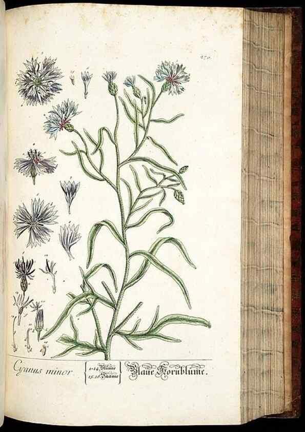 Reproducción/Reproduction 8429981518: Herbarium Blackwellianum emendatum et auctum, id est, Elisabethae Blackwell collectio stirpium. Norimbergae : Typis Io. Iosephi Fleischmanni, 1750-1773.