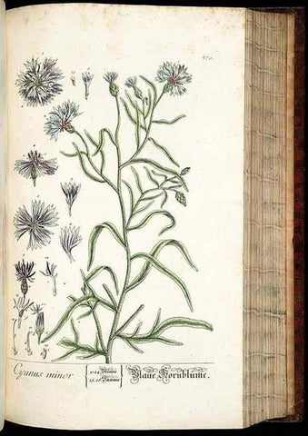 Reproducción/Reproduction 8429981518: Herbarium Blackwellianum emendatum et auctum, id est, Elisabethae Blackwell collectio stirpium. Norimbergae : Typis Io. Iosephi Fleischmanni, 1750-1773.