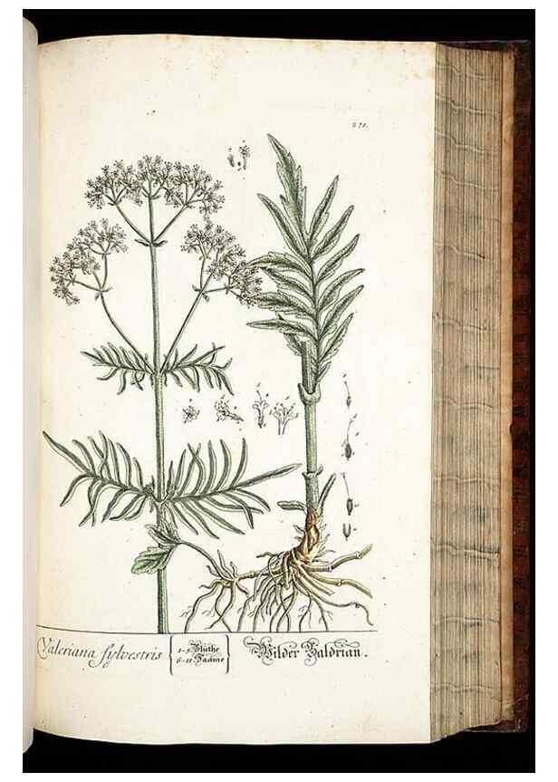 Reproducción/Reproduction 8428893379: Herbarium Blackwellianum emendatum et auctum, id est, Elisabethae Blackwell collectio stirpium. Norimbergae : Typis Io. Iosephi Fleischmanni, 1750-1773.