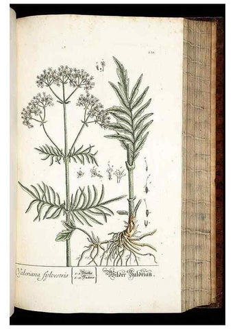 Reproducción/Reproduction 8428893379: Herbarium Blackwellianum emendatum et auctum, id est, Elisabethae Blackwell collectio stirpium. Norimbergae : Typis Io. Iosephi Fleischmanni, 1750-1773.