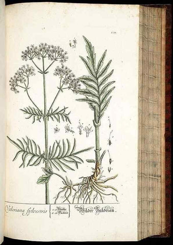 Reproducción/Reproduction 8428893379: Herbarium Blackwellianum emendatum et auctum, id est, Elisabethae Blackwell collectio stirpium. Norimbergae : Typis Io. Iosephi Fleischmanni, 1750-1773.