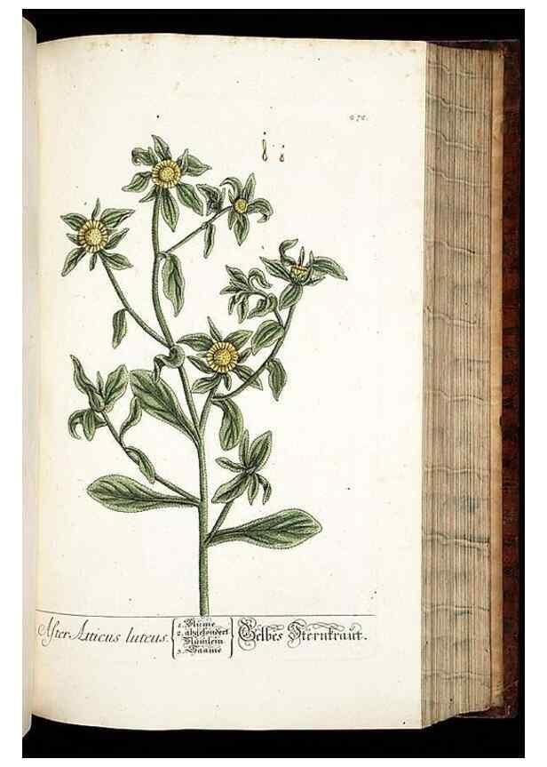 Reproducción/Reproduction 8428893589: Herbarium Blackwellianum emendatum et auctum, id est, Elisabethae Blackwell collectio stirpium. Norimbergae : Typis Io. Iosephi Fleischmanni, 1750-1773.