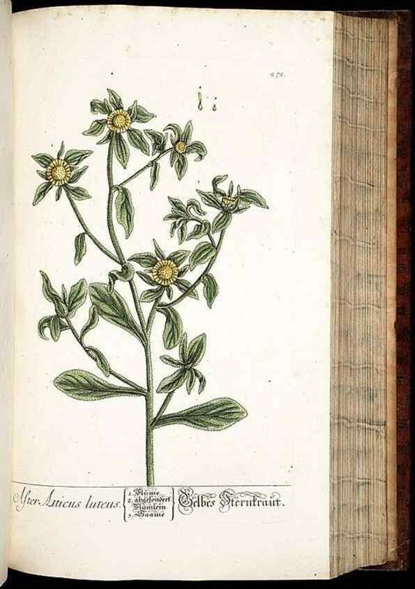 Reproducción/Reproduction 8428893589: Herbarium Blackwellianum emendatum et auctum, id est, Elisabethae Blackwell collectio stirpium. Norimbergae : Typis Io. Iosephi Fleischmanni, 1750-1773.
