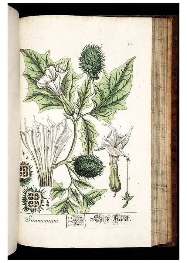 Reproducción/Reproduction 8429989694: Herbarium Blackwellianum emendatum et auctum, id est, Elisabethae Blackwell collectio stirpium. Norimbergae : Typis Io. Iosephi Fleischmanni, 1750-1773.