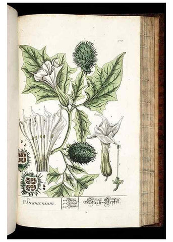 Reproducción/Reproduction 8429989694: Herbarium Blackwellianum emendatum et auctum, id est, Elisabethae Blackwell collectio stirpium. Norimbergae : Typis Io. Iosephi Fleischmanni, 1750-1773.