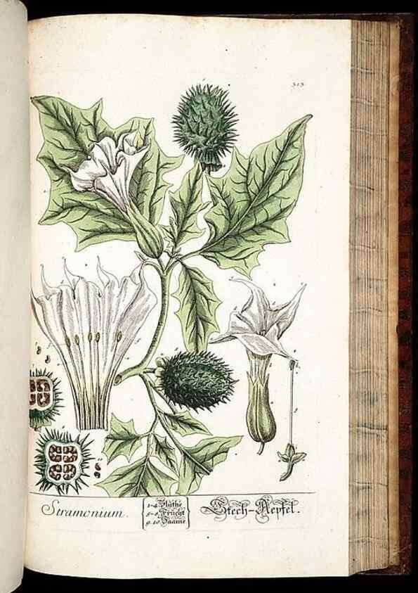 Reproducción/Reproduction 8429989694: Herbarium Blackwellianum emendatum et auctum, id est, Elisabethae Blackwell collectio stirpium. Norimbergae : Typis Io. Iosephi Fleischmanni, 1750-1773.