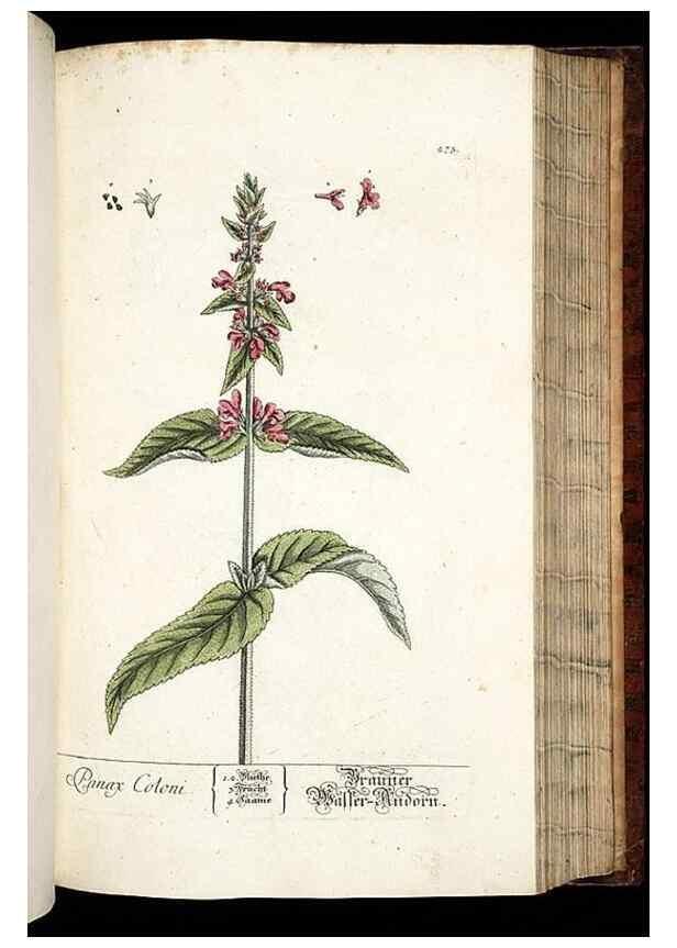 Reproducción/Reproduction 8428893751: Herbarium Blackwellianum emendatum et auctum, id est, Elisabethae Blackwell collectio stirpium. Norimbergae : Typis Io. Iosephi Fleischmanni, 1750-1773.