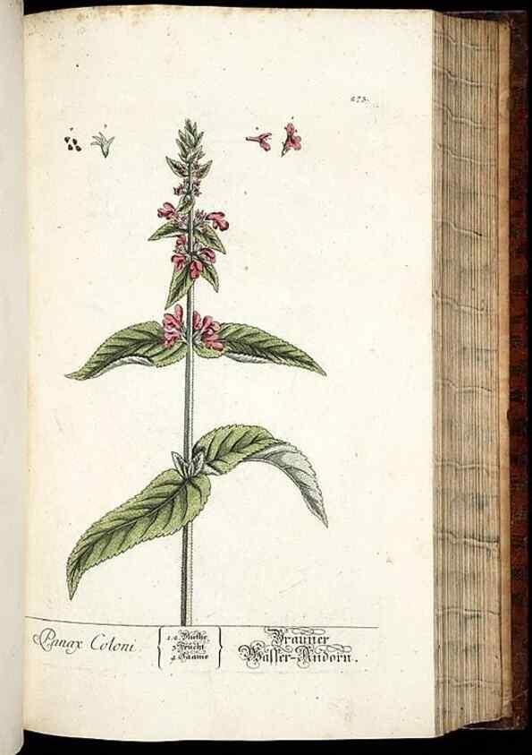 Reproducción/Reproduction 8428893751: Herbarium Blackwellianum emendatum et auctum, id est, Elisabethae Blackwell collectio stirpium. Norimbergae : Typis Io. Iosephi Fleischmanni, 1750-1773.
