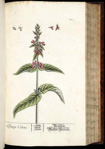 Reproducción/Reproduction 8428893751: Herbarium Blackwellianum emendatum et auctum, id est, Elisabethae Blackwell collectio stirpium. Norimbergae : Typis Io. Iosephi Fleischmanni, 1750-1773.