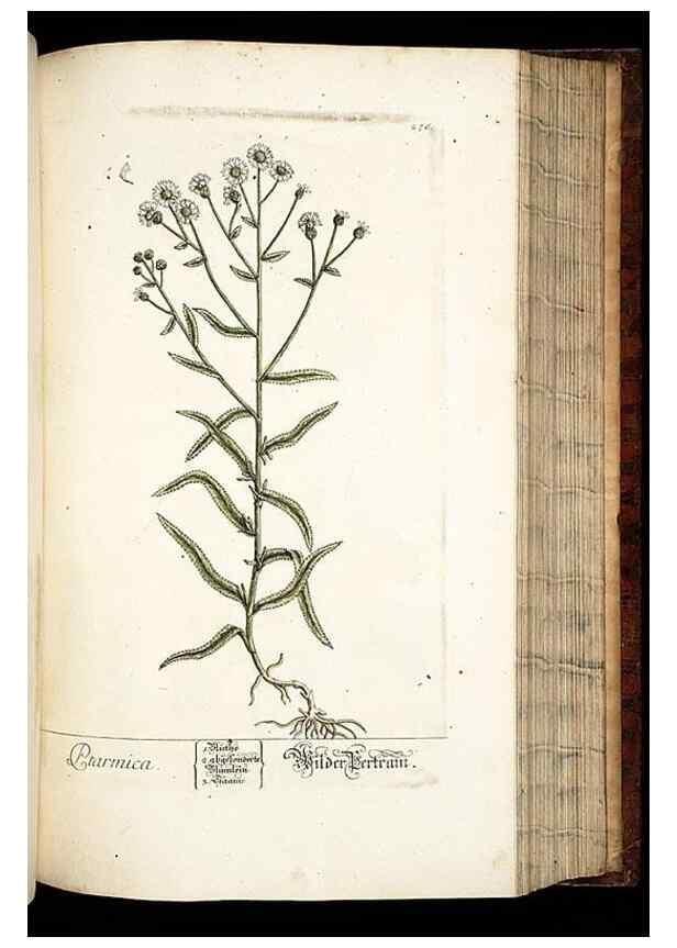 Reproducción/Reproduction 8429983074: Herbarium Blackwellianum emendatum et auctum, id est, Elisabethae Blackwell collectio stirpium. Norimbergae : Typis Io. Iosephi Fleischmanni, 1750-1773.