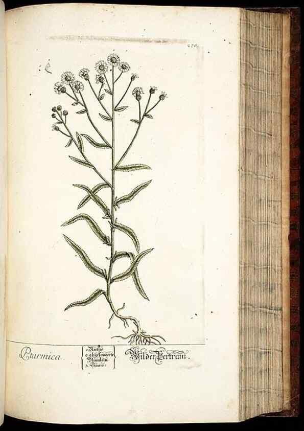 Reproducción/Reproduction 8429983074: Herbarium Blackwellianum emendatum et auctum, id est, Elisabethae Blackwell collectio stirpium. Norimbergae : Typis Io. Iosephi Fleischmanni, 1750-1773.