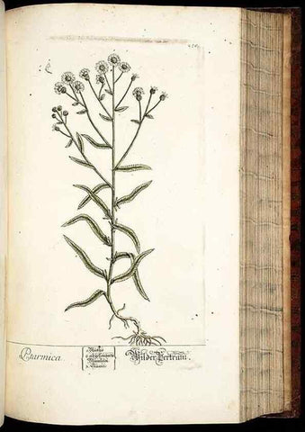 Reproducción/Reproduction 8429983074: Herbarium Blackwellianum emendatum et auctum, id est, Elisabethae Blackwell collectio stirpium. Norimbergae : Typis Io. Iosephi Fleischmanni, 1750-1773.