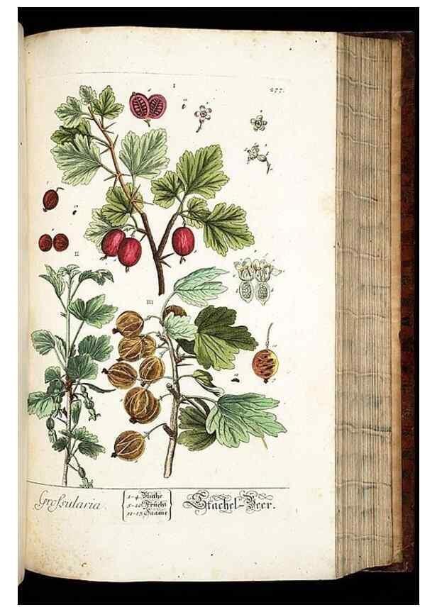 Reproducción/Reproduction 8428895033: Herbarium Blackwellianum emendatum et auctum, id est, Elisabethae Blackwell collectio stirpium. Norimbergae : Typis Io. Iosephi Fleischmanni, 1750-1773.