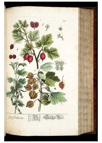 Reproducción/Reproduction 8428895033: Herbarium Blackwellianum emendatum et auctum, id est, Elisabethae Blackwell collectio stirpium. Norimbergae : Typis Io. Iosephi Fleischmanni, 1750-1773.