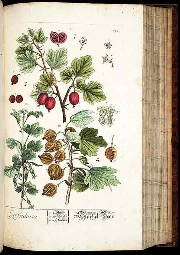 Reproducción/Reproduction 8428895033: Herbarium Blackwellianum emendatum et auctum, id est, Elisabethae Blackwell collectio stirpium. Norimbergae : Typis Io. Iosephi Fleischmanni, 1750-1773.