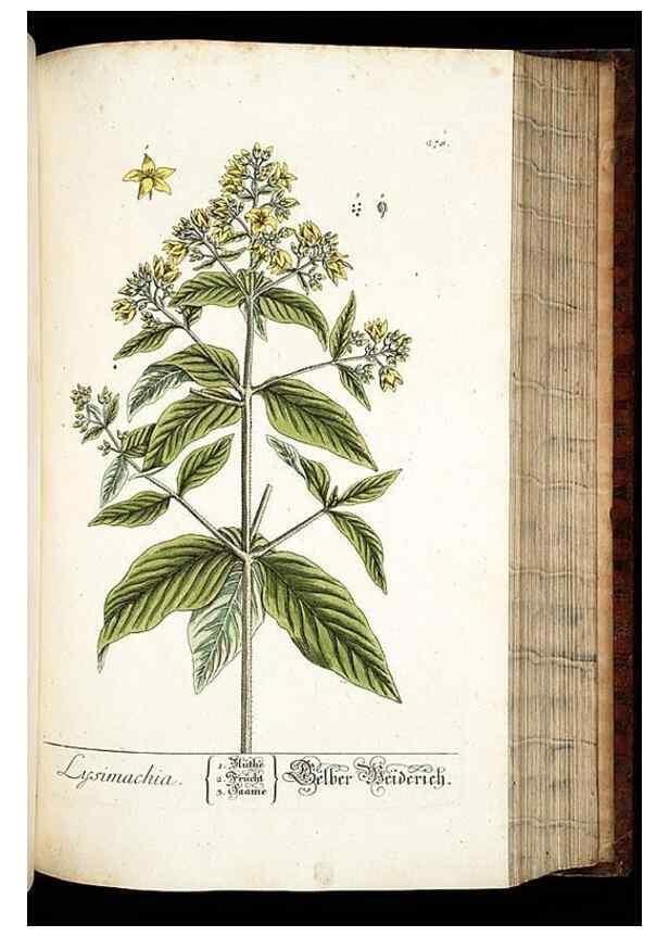 Reproducción/Reproduction 8428895249: Herbarium Blackwellianum emendatum et auctum, id est, Elisabethae Blackwell collectio stirpium. Norimbergae : Typis Io. Iosephi Fleischmanni, 1750-1773.