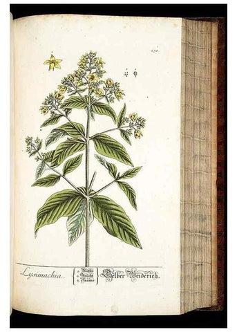 Reproducción/Reproduction 8428895249: Herbarium Blackwellianum emendatum et auctum, id est, Elisabethae Blackwell collectio stirpium. Norimbergae : Typis Io. Iosephi Fleischmanni, 1750-1773.