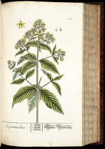 Reproducción/Reproduction 8428895249: Herbarium Blackwellianum emendatum et auctum, id est, Elisabethae Blackwell collectio stirpium. Norimbergae : Typis Io. Iosephi Fleischmanni, 1750-1773.