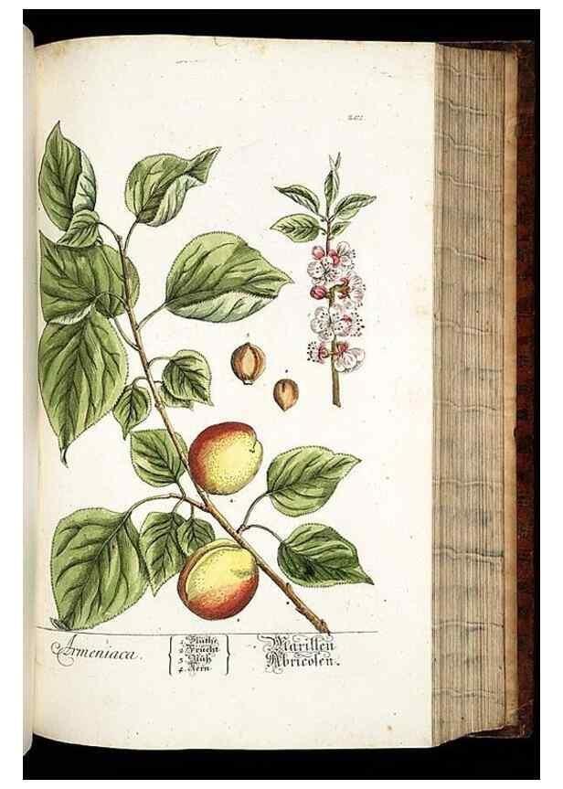 Reproducción/Reproduction 8429983984: Herbarium Blackwellianum emendatum et auctum, id est, Elisabethae Blackwell collectio stirpium. Norimbergae : Typis Io. Iosephi Fleischmanni, 1750-1773.
