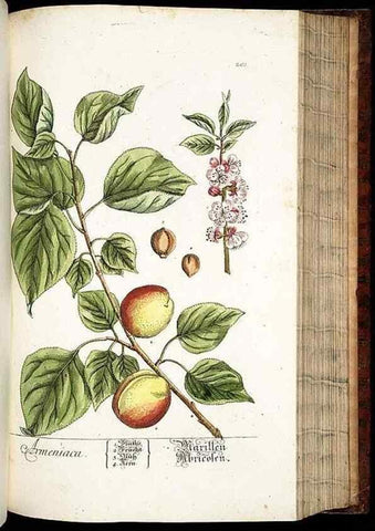 Reproducción/Reproduction 8429983984: Herbarium Blackwellianum emendatum et auctum, id est, Elisabethae Blackwell collectio stirpium. Norimbergae : Typis Io. Iosephi Fleischmanni, 1750-1773.