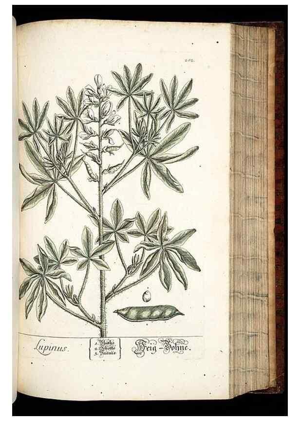 Reproducción/Reproduction 8429984092: Herbarium Blackwellianum emendatum et auctum, id est, Elisabethae Blackwell collectio stirpium. Norimbergae : Typis Io. Iosephi Fleischmanni, 1750-1773.