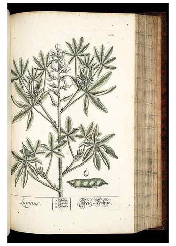 Reproducción/Reproduction 8429984092: Herbarium Blackwellianum emendatum et auctum, id est, Elisabethae Blackwell collectio stirpium. Norimbergae : Typis Io. Iosephi Fleischmanni, 1750-1773.