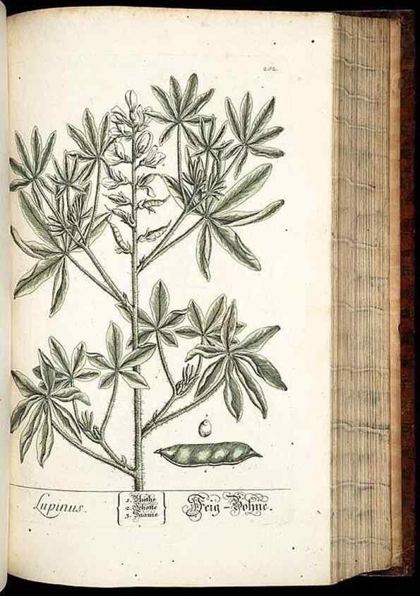 Reproducción/Reproduction 8429984092: Herbarium Blackwellianum emendatum et auctum, id est, Elisabethae Blackwell collectio stirpium. Norimbergae : Typis Io. Iosephi Fleischmanni, 1750-1773.