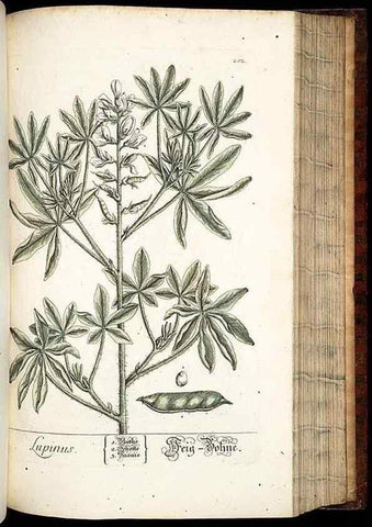 Reproducción/Reproduction 8429984092: Herbarium Blackwellianum emendatum et auctum, id est, Elisabethae Blackwell collectio stirpium. Norimbergae : Typis Io. Iosephi Fleischmanni, 1750-1773.
