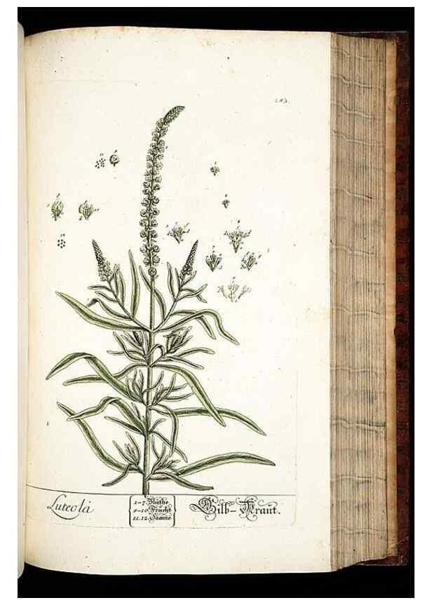 Reproducción/Reproduction 8429984212: Herbarium Blackwellianum emendatum et auctum, id est, Elisabethae Blackwell collectio stirpium. Norimbergae : Typis Io. Iosephi Fleischmanni, 1750-1773.