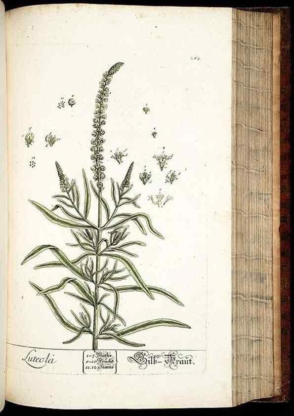 Reproducción/Reproduction 8429984212: Herbarium Blackwellianum emendatum et auctum, id est, Elisabethae Blackwell collectio stirpium. Norimbergae : Typis Io. Iosephi Fleischmanni, 1750-1773.