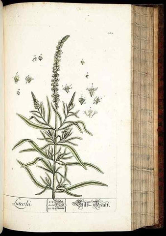 Reproducción/Reproduction 8429984212: Herbarium Blackwellianum emendatum et auctum, id est, Elisabethae Blackwell collectio stirpium. Norimbergae : Typis Io. Iosephi Fleischmanni, 1750-1773.